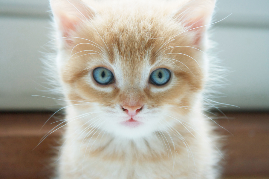 Oceankit Animal-animals-blue-blue-eyes-cat-favim-com-426094
